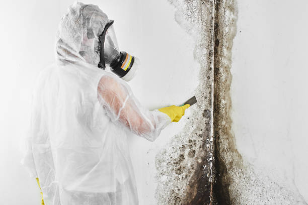Best Industrial Mold Remediation in Lyons, KS