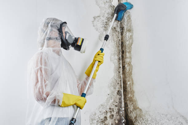 Best Mold Remediation for Specific Building Types in Lyons, KS