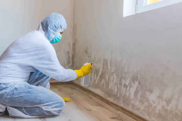 Best HVAC Mold Remediation in Lyons, KS