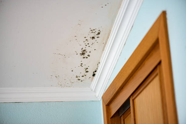 Best Preventive Mold Services in Lyons, KS
