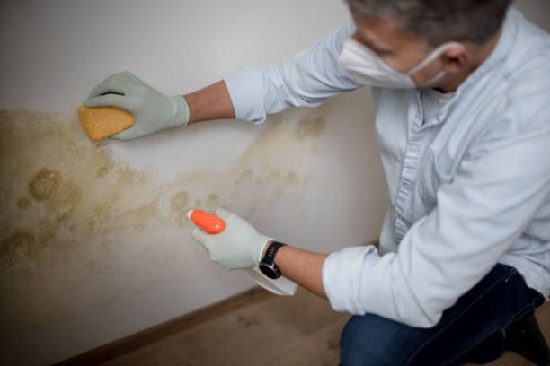 Best Health and Safety Mold Remediation in Lyons, KS