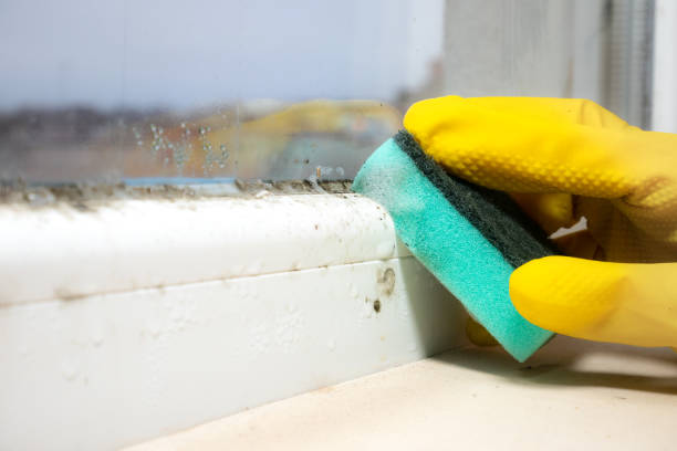 Best Localized Mold Remediation (e.g., coastal areas, humid climates) in Lyons, KS