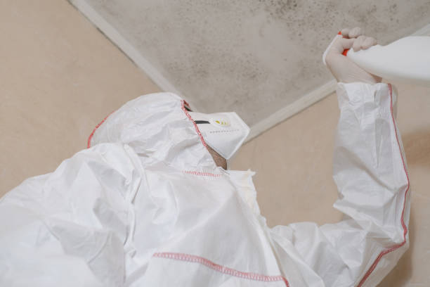 Best White Mold Remediation in Lyons, KS