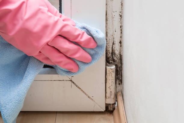 Best Attic Mold Remediation in Lyons, KS